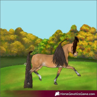 Horse Color:Buckskin Sabino 