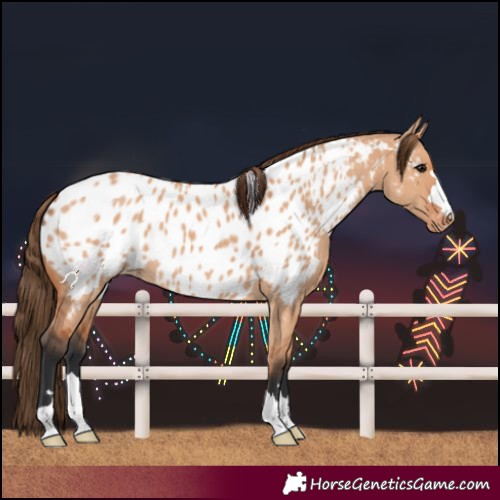 Horse Color:Bay Dun Near Leopard