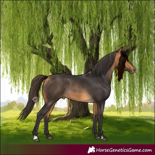 Horse Color:Buckskin Rabicano