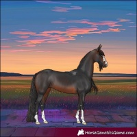 Horse Color:Brown 