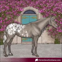Horse Color:Silver Grullo Blanket Rabicano