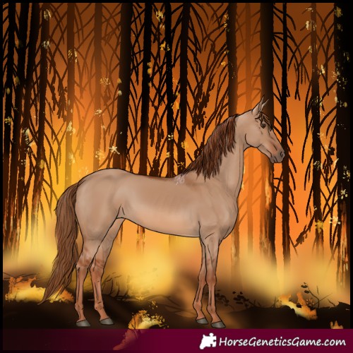 Horse Color:Red Dun 