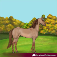 Horse Color:Red Dun