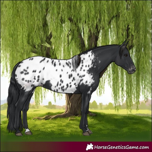 Horse Color:Black Blanket 
