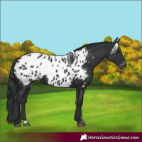 Horse Color:Black Blanket 