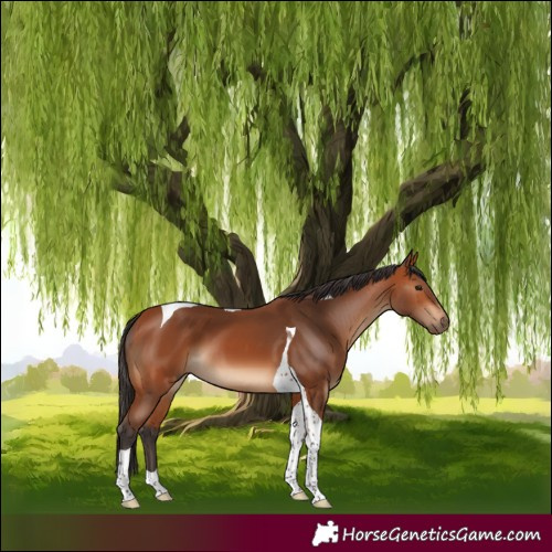 Horse Color:Bay Tobiano