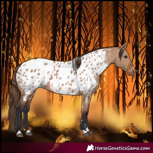 Horse Color:Bay Dun Near Leopard 