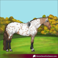 Horse Color:Bay Dun Near Leopard 