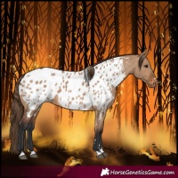 Horse Color:Bay Dun Near Leopard