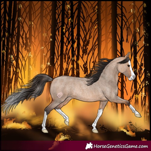 Horse Color:Bay Roan Dun Splash Rabicano 
