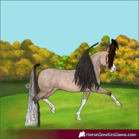 Horse Color:Bay Roan Dun Splash Rabicano