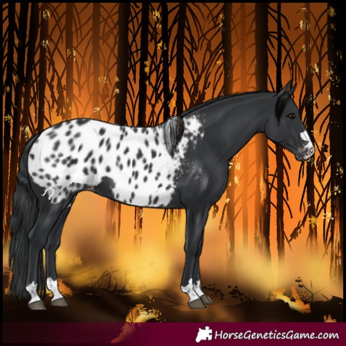 Horse Color:Black Near Leopard 