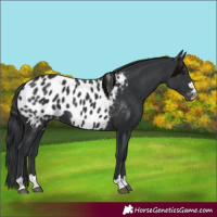 Horse Color:Black Near Leopard