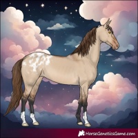 Horse Color:Bay Dun Blanket 