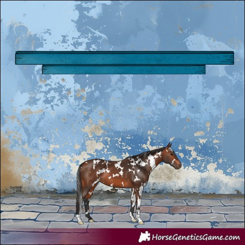 Horse Color:White Spotted Bay