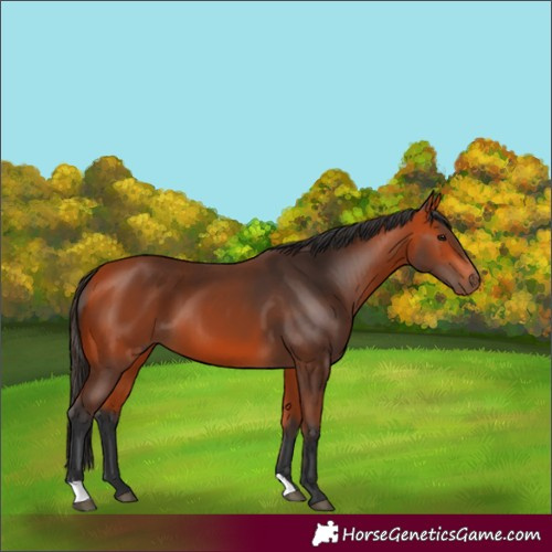 Horse Color:Bay 