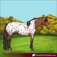 Horse Color:Bay Near Leopard