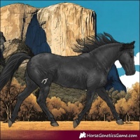 Horse Color:Black 