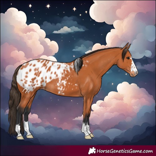 Horse Color:Bay Near Leopard 