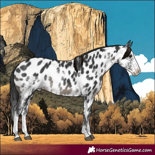 Horse Color:Black Sabino Appaloosa Rabicano 