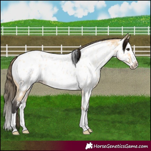 Horse Color:Buckskin Splash Near Leopard 