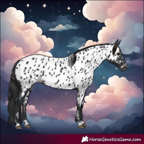 Horse Color:Black Near Leopard 