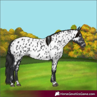 Horse Color:Black Near Leopard 