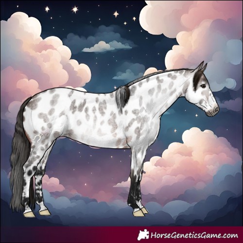 Horse Color:Gray Bay Roan Frame Near Leopard 