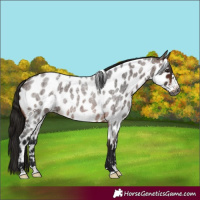 Horse Color:Gray Bay Roan Frame Near Leopard 