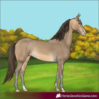 Horse Color:Sable Cream Champagne Rabicano 
