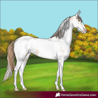 Horse Color:White Spotted Bay Pearl 