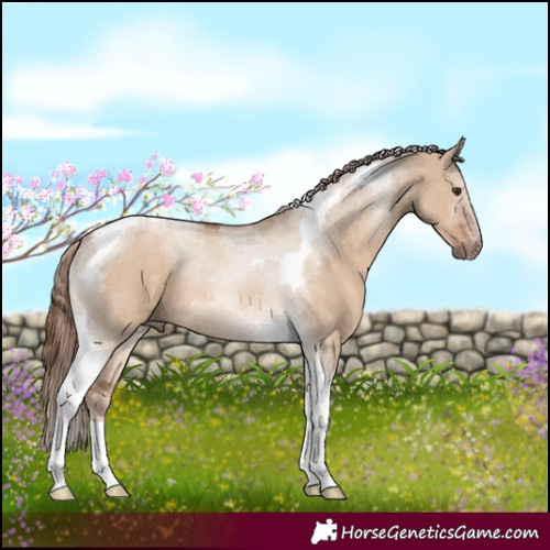 Horse Color:Red Dun Tobiano