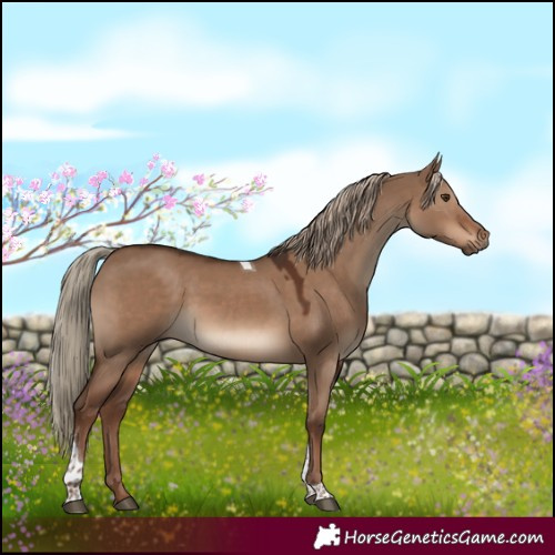 Horse Color:Liver Red Dun Tobiano 
