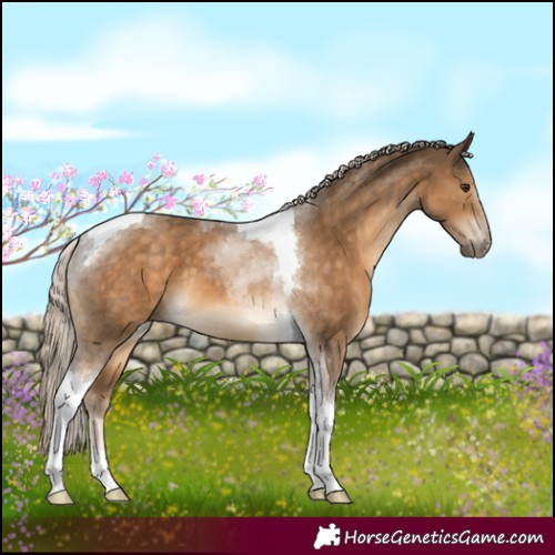 Horse Color:Chocolate Palomino Tobiano 