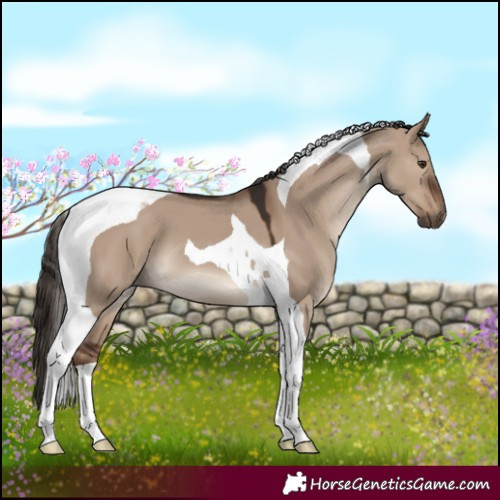 Horse Color:Liver Red Dun Tobiano 