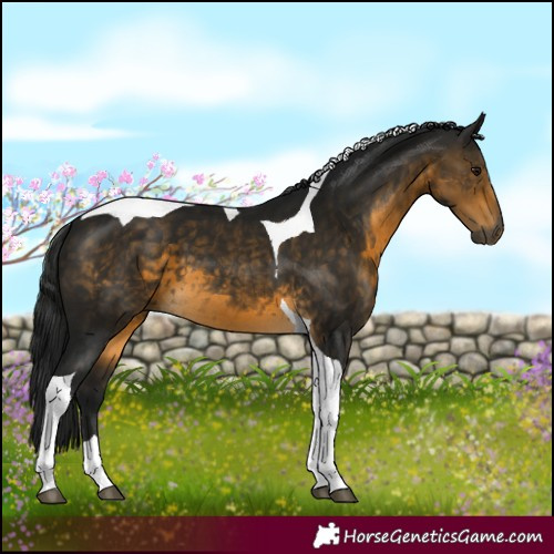 Horse Color:Gray Buckskin Tobiano