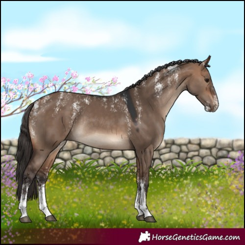 Horse Color:Powder White Bay Dun Rabicano 