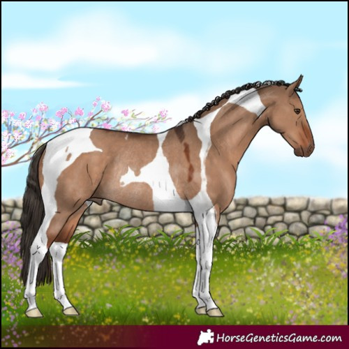 Horse Color:Liver Red Dun Tobiano Rabicano