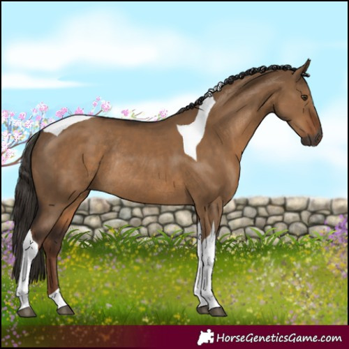 Horse Color:Gray Liver Red Dun Tobiano Rabicano 