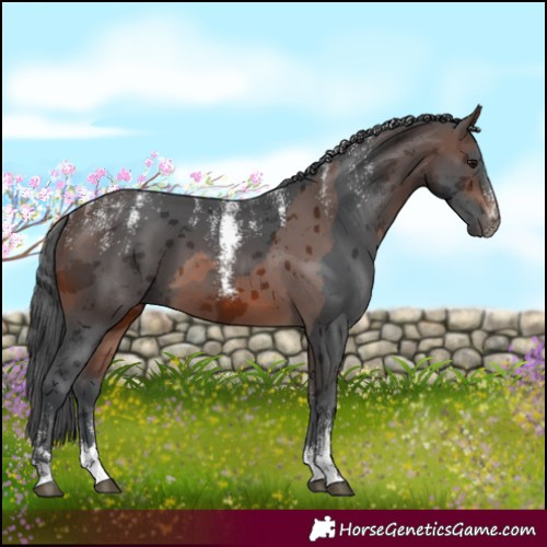 Horse Color:Powder White Brown Merle 