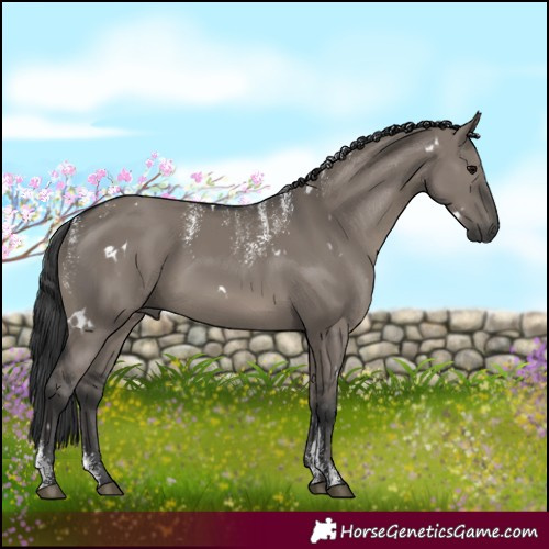 Horse Color:Powder White White Spotted Grullo 