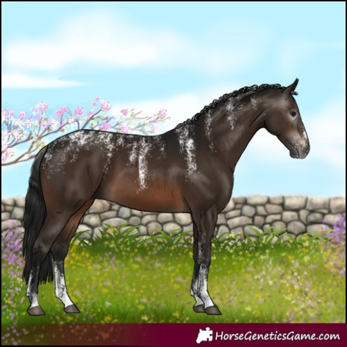 Horse Color:Powder White Gray Bay 