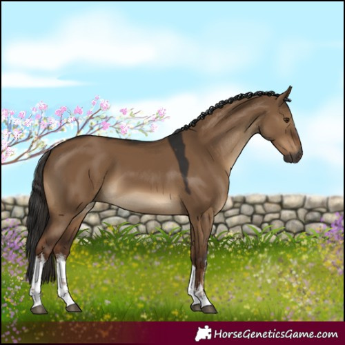 Horse Color:Gray White Spotted Liver Red Dun 