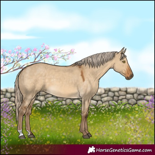 Horse Color:Chocolate Palomino Dun 