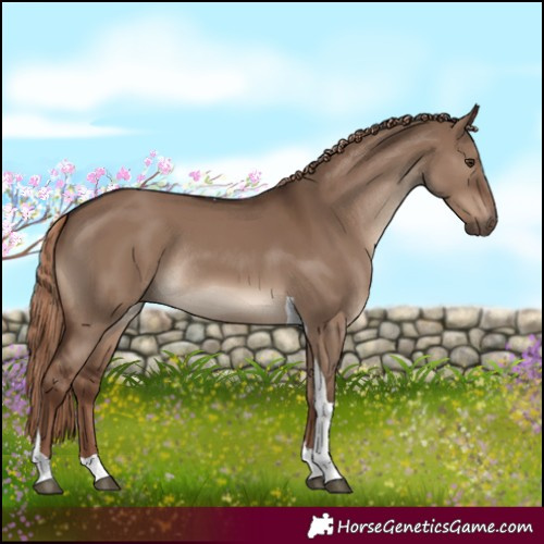 Horse Color:Liver Red Dun Tobiano Rabicano