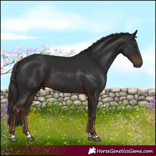 Horse Color:Liver Chestnut