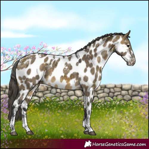 Horse Color:Powder White Buckskin Dun Merle Appaloosa 