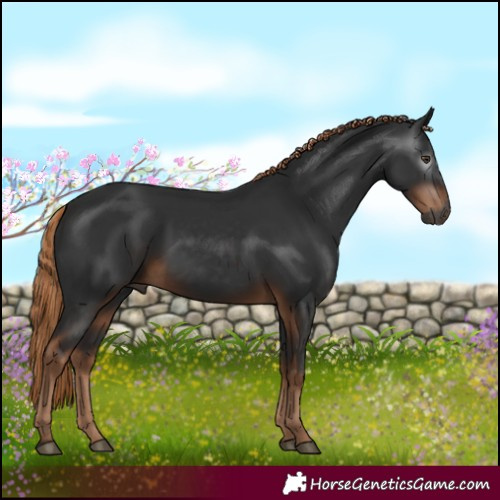 Horse Color:Gray Liver Chestnut 