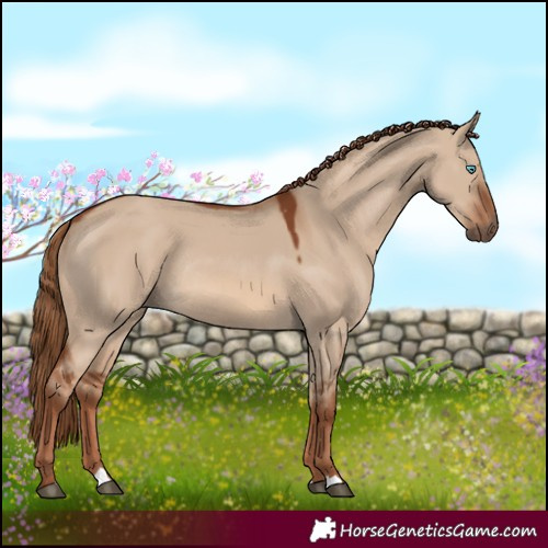 Horse Color:Red Dun Rabicano 