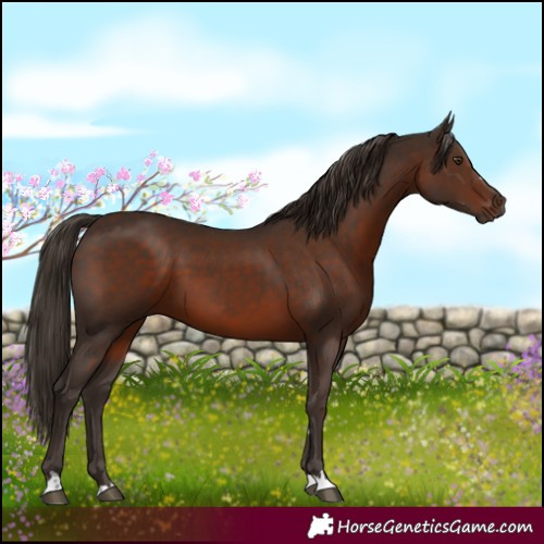 Horse Color:Liver Chestnut 